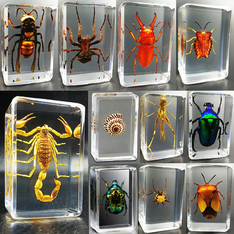 Insect Specimens Home Decoration